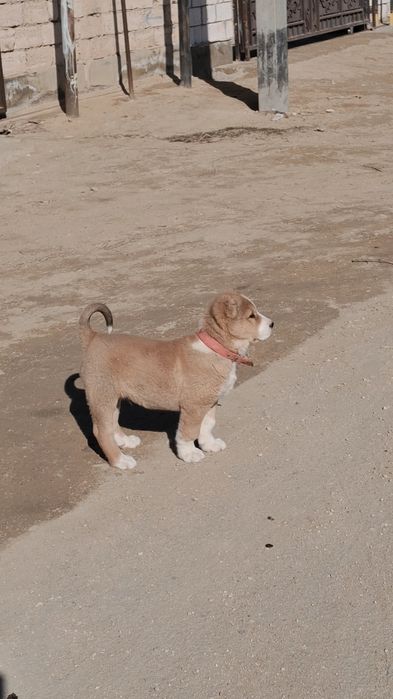 Линясы Стипан екі жарым аилық