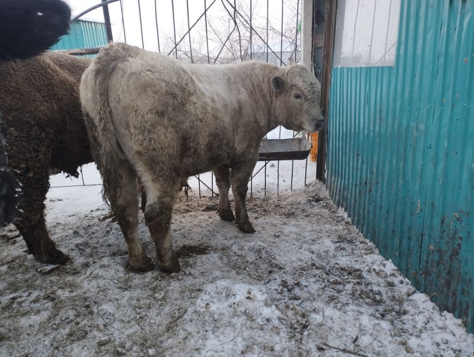 Ауликоль. Ангус. На племя .