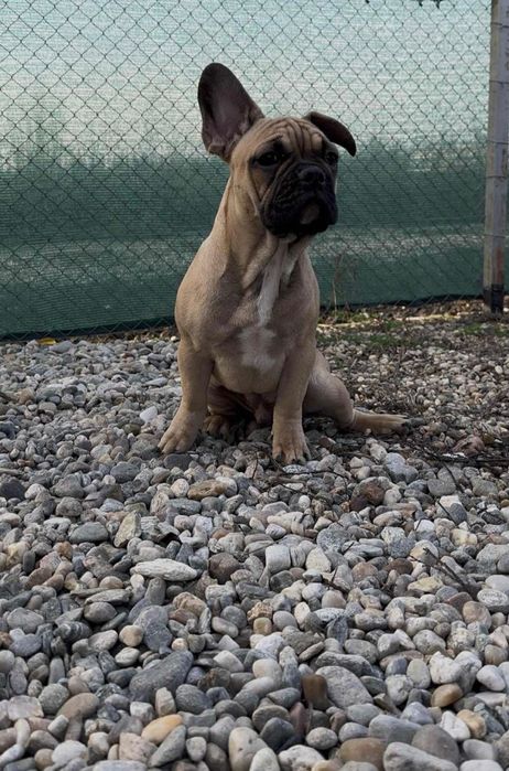 Bulldog Francez Mascul