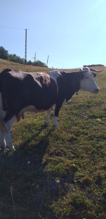 Vaca de vanzare.