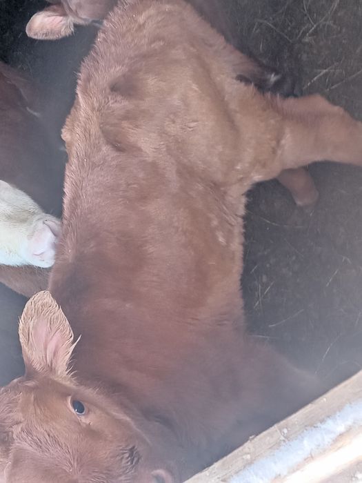 Продам телят телочек