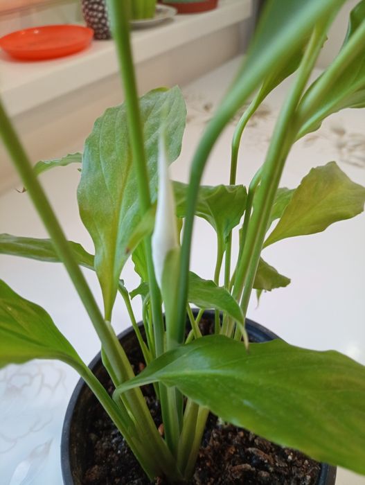 Комнатные цветы "женское счастье"