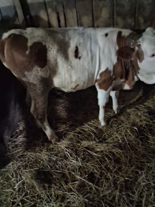 Juncuță  balțată de vanzare