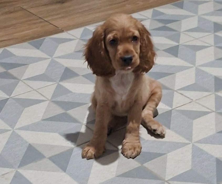 Продаются  щенки спаниеля