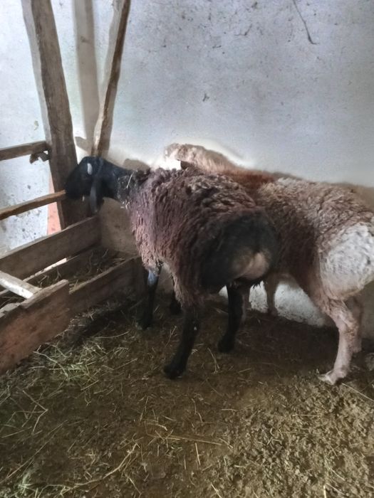 Кошкарлар гисар тукымдыка сатылады