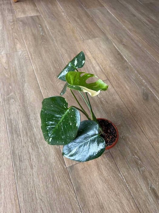 Monstera thai constellation