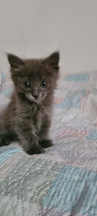 Отдам красивого котёнка