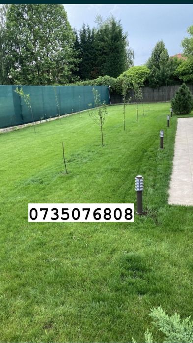 Tai iarba la preturi mici