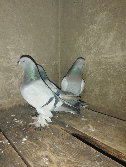 Сизые голубки с тягой