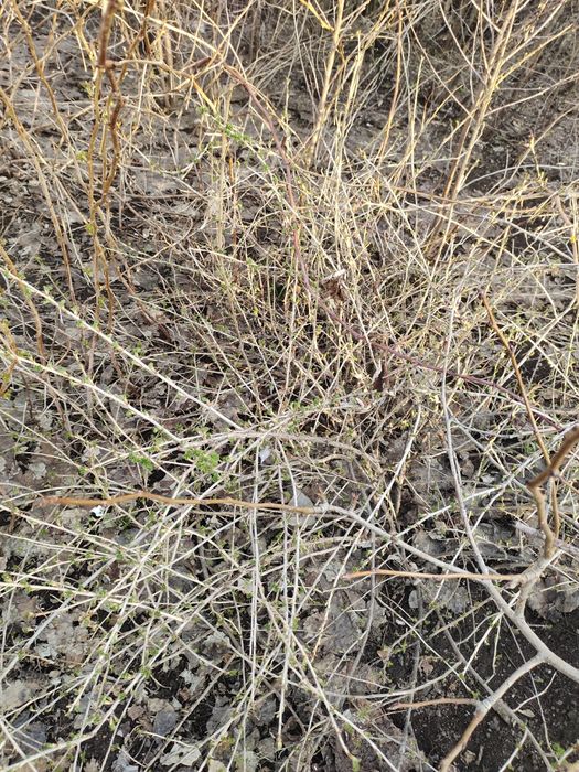 Продам крыжовник