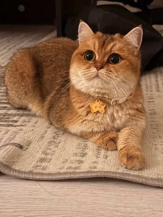 Кошка золотая шиншилла