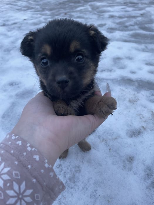 Собачка девочка в хорошие руки