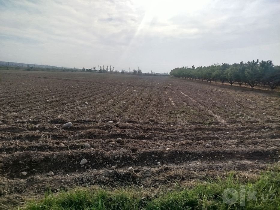 Фаргона Кува йулида БОГ СОТИЛАДИ