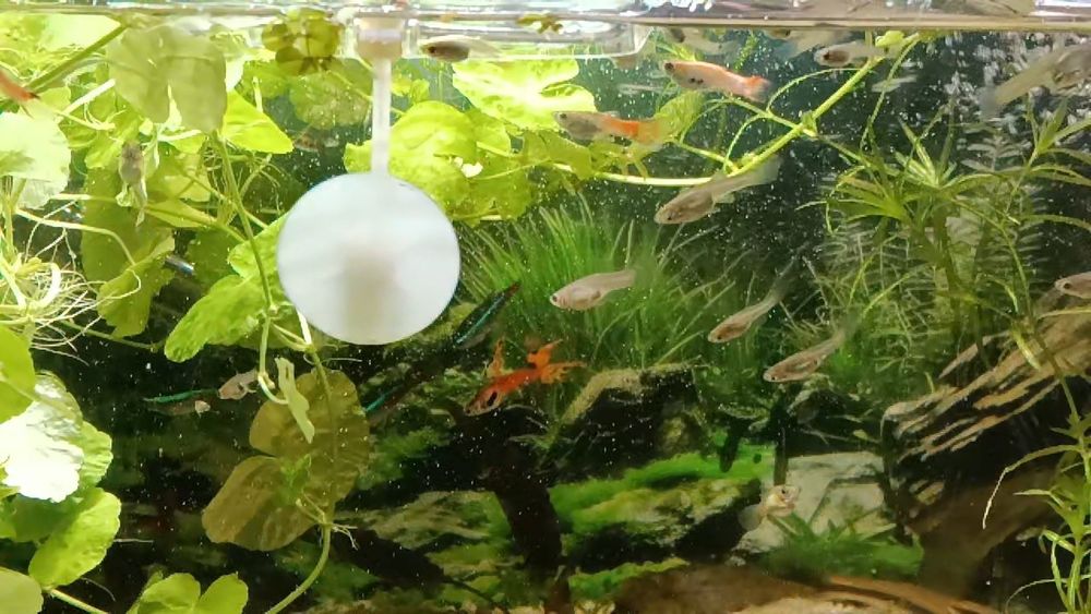 Pești Guppy Endler