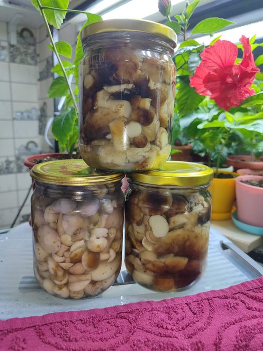 Продаю соленые грибы