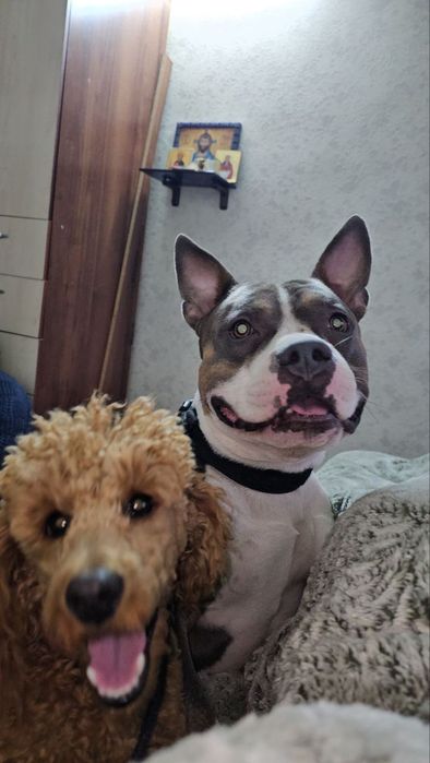 Зоогостиница для домашних питомцев