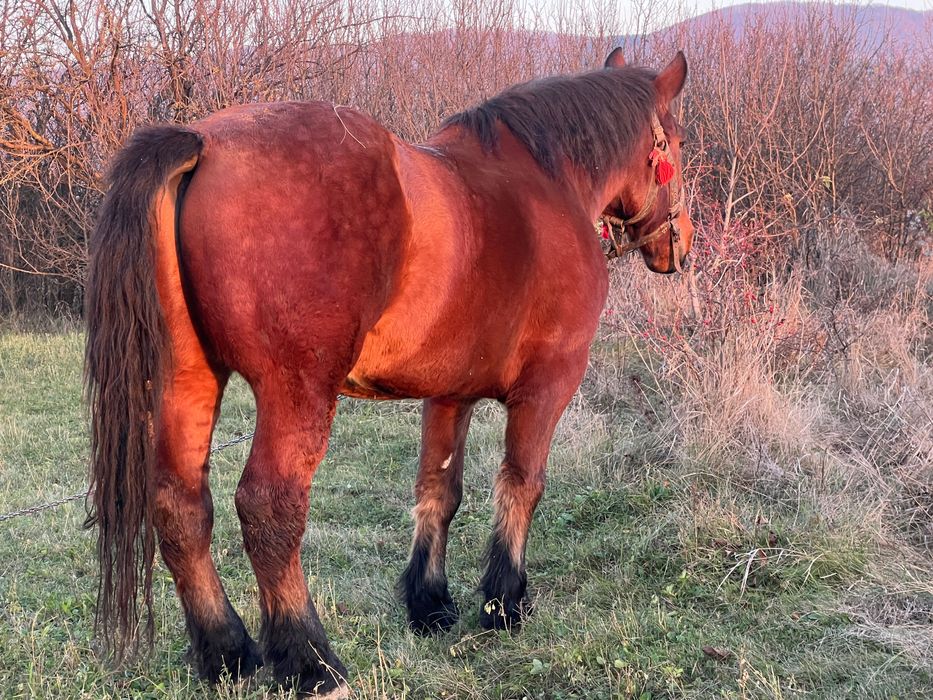 Vand armasar in varsta de 7 ani