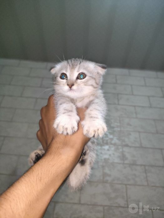 Скоттиш фолд мушукчаси