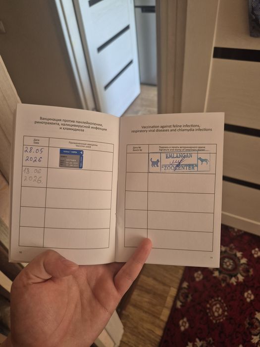 Продаётся бенгальский котёнок (3 месяца)