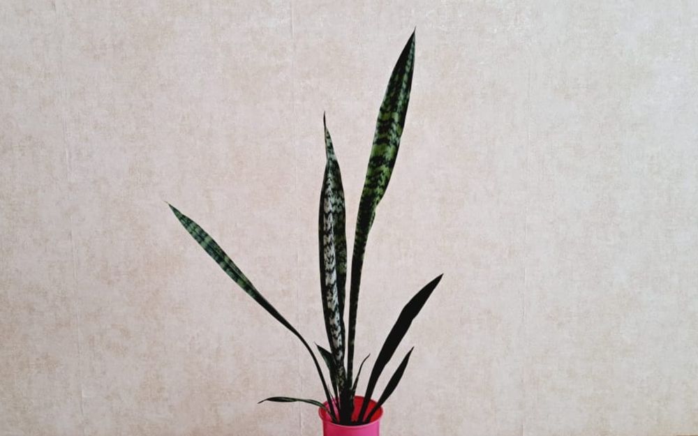 Комнатные цветы,цветв