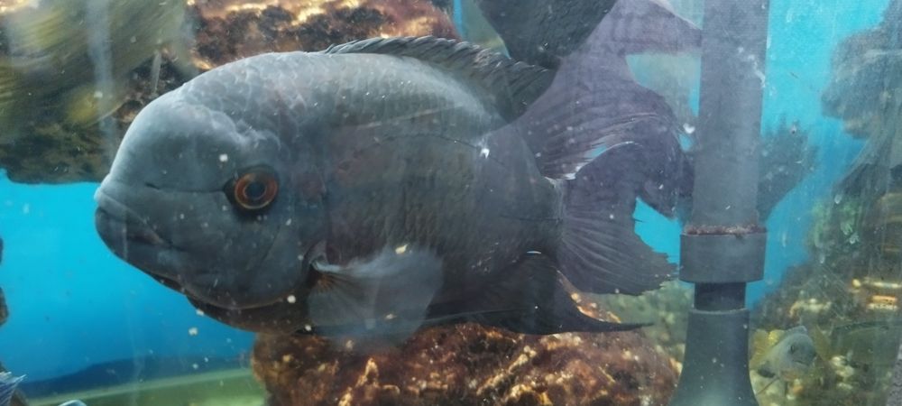 Винная цихлазома бражник