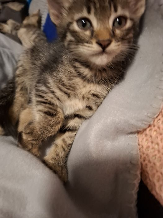 Симпатична и много нежна 4 месечна сладуранка