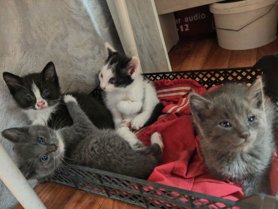 Отдам в добрые руки котят