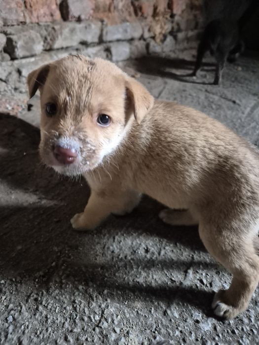 Щенки только в добрые ручки