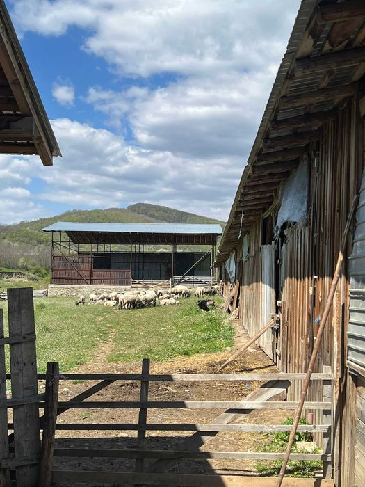 Fermă zootehnică / stână pentru oi și vaci – teren 10.000 mp - Măneciu-Pământeni
