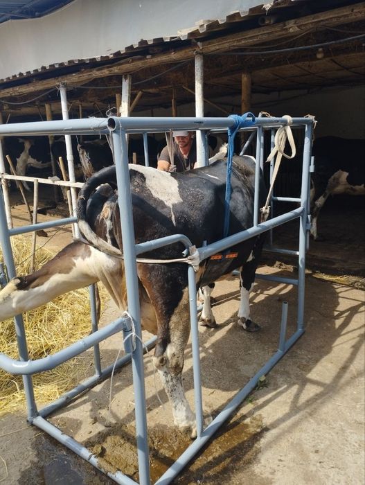 Veterinariya xizmati