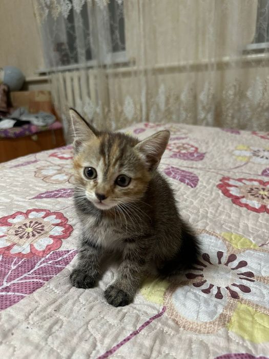 Отдам котят бесплатно