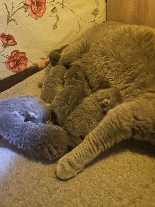 British shorthair blue