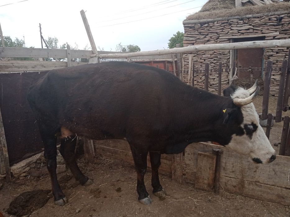 Екі сиыр сатылады!!!