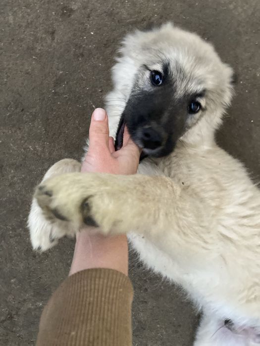 Ofer spre adoptie catel,varsta 3 luni