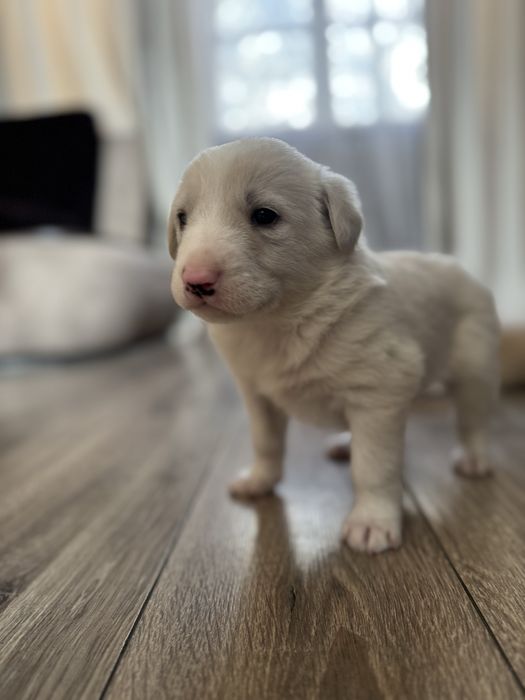 Щенки / щенок / собачки