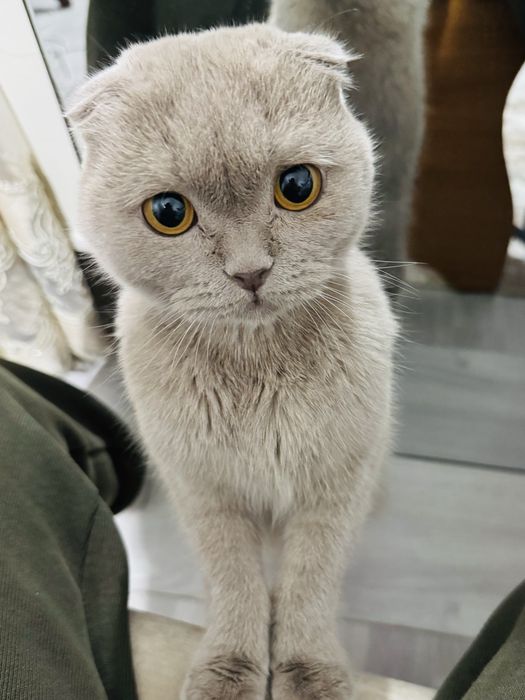 кошка породистая