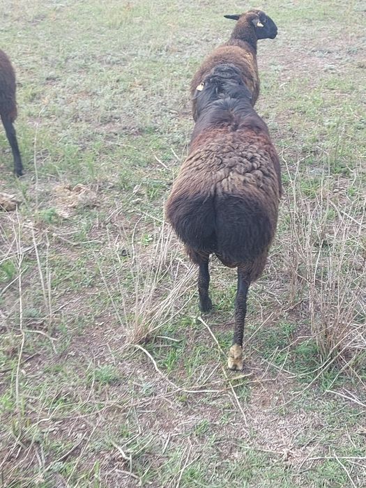 Астана илинка, семіз қойлар