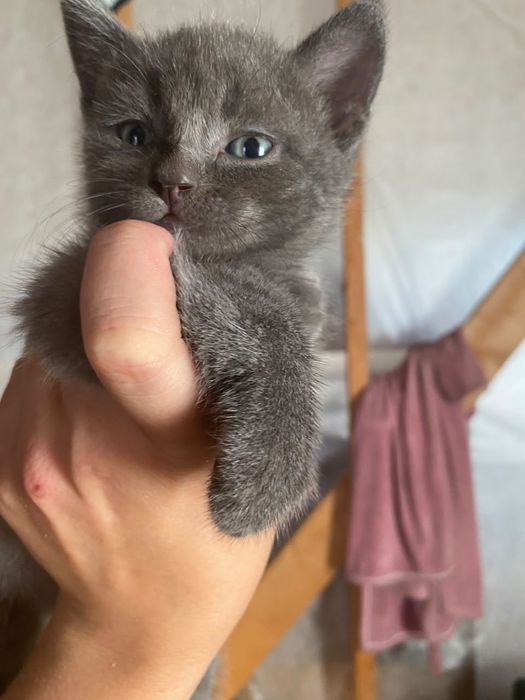 Котята британского голубого