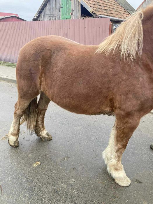 Iapã de vânzare !!!