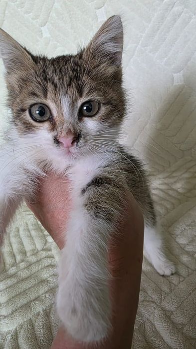 Отдам котенка в добрые руки