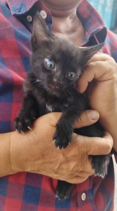 Мысык котёнок мальчик 2 месяца