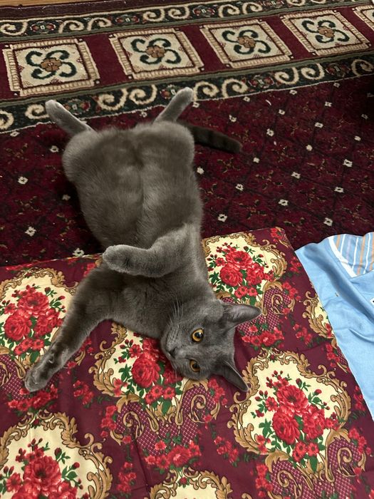 Britanskiy mushuk sotiladi