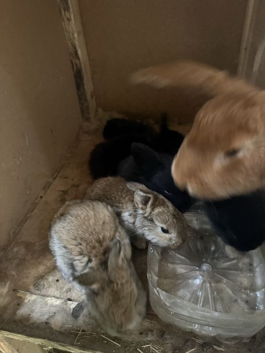 Кролики разных парод