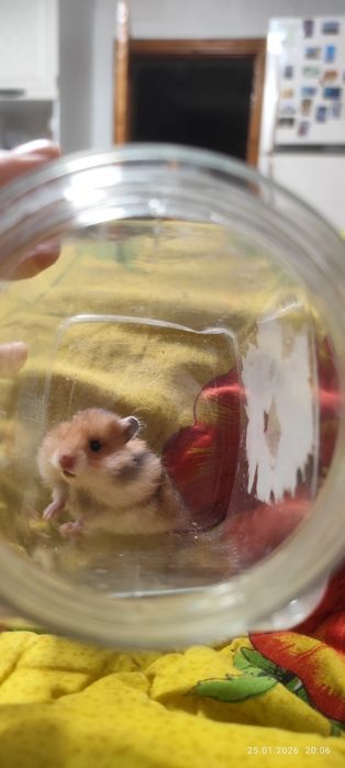 Продам хомячат недорого