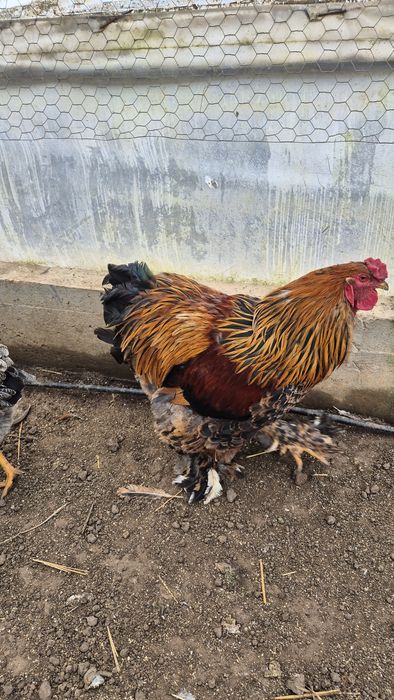 Cocoș brahma portelan