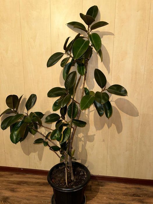 Домашние цветы очень красивые