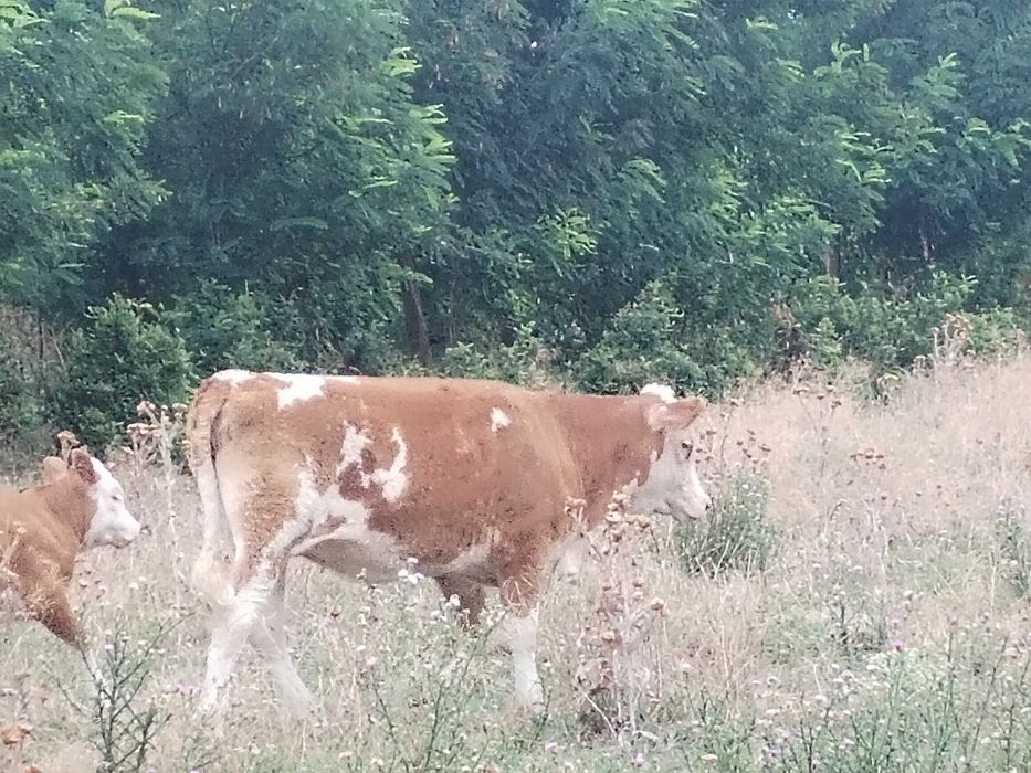 Vand tăurași si vitele ( 9 bucati)