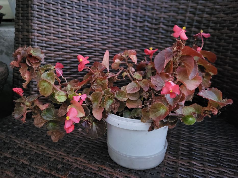 Бегония цветущая