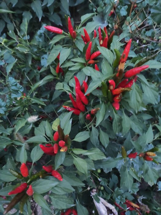 Продам перес горький