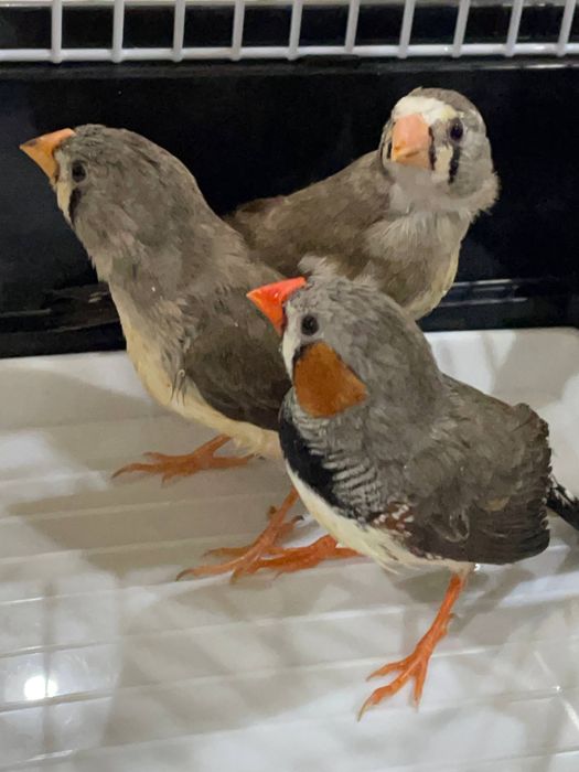 Qafas In Kletka Qush ga kota. Yengi Dublonka si bor